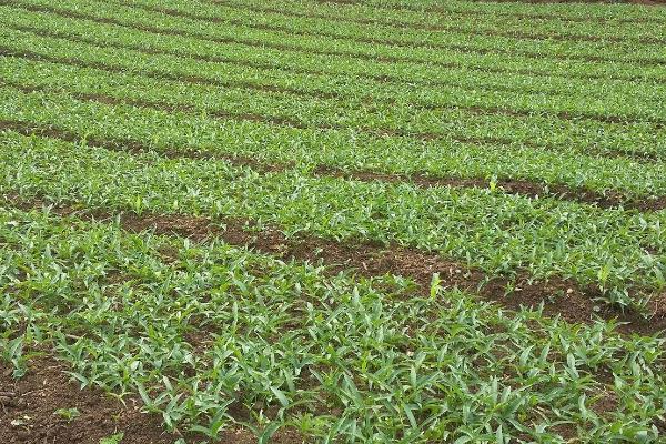 半夏种植技术与管理