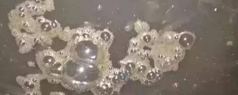 水产养殖氨氮标准多少正常,超标的处理方法