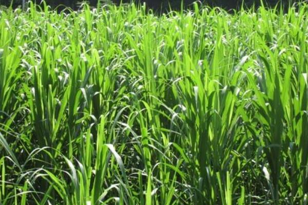 苏丹草种植方法