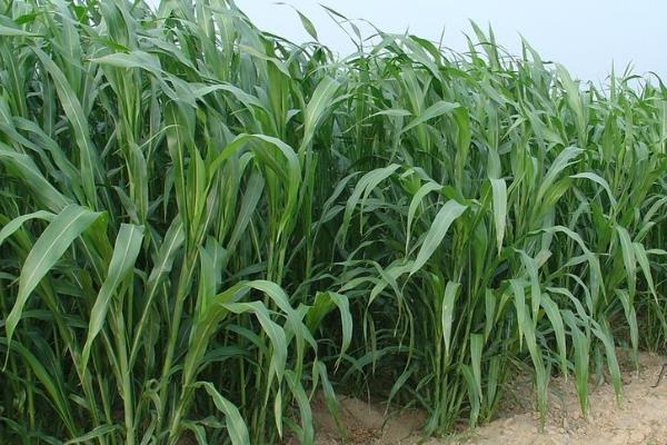 苏丹草种植方法