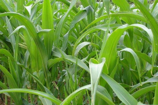 苏丹草种植方法