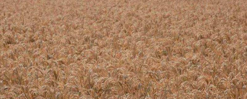 石灰氮的用途，一亩地用多少公斤