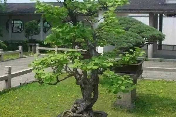 银杏树盆栽种植方法