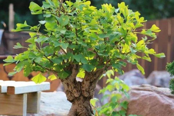 银杏树盆栽种植方法