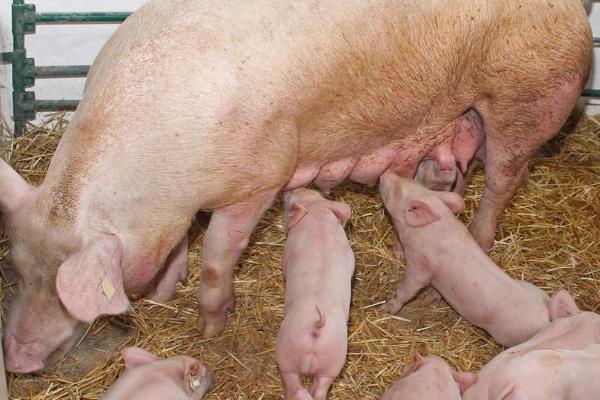 母猪配种22天流白色异物