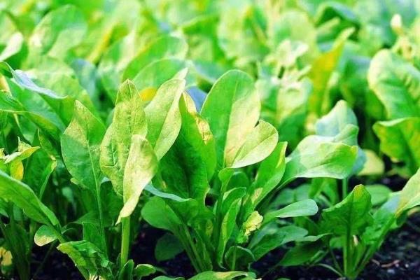 冬菠菜亩产量一般能达到多少,附种植方法