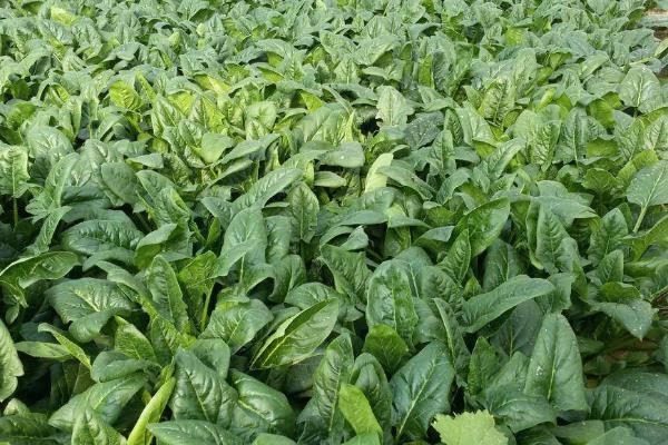 冬菠菜亩产量一般能达到多少,附种植方法