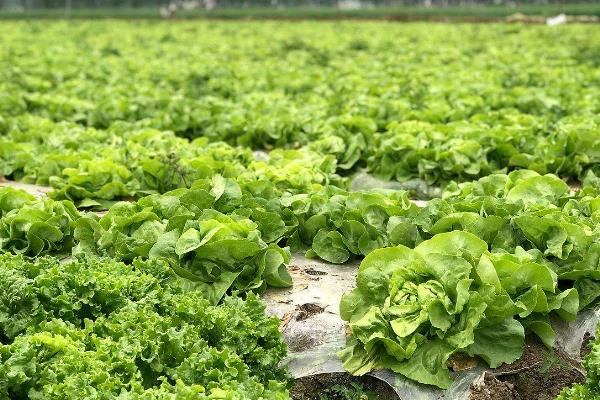 生菜的种植方法和时间