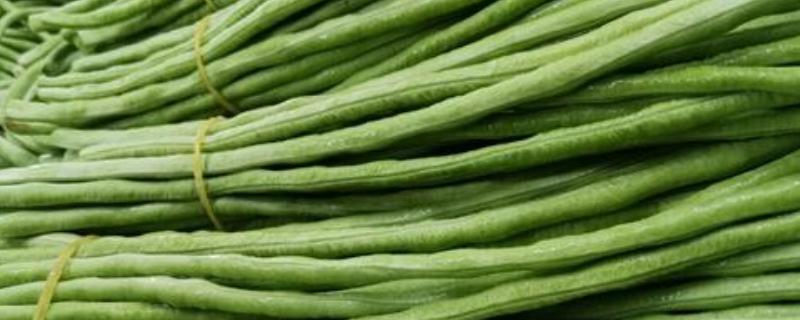 豇豆播种后几天可以采收,需要浇水吗