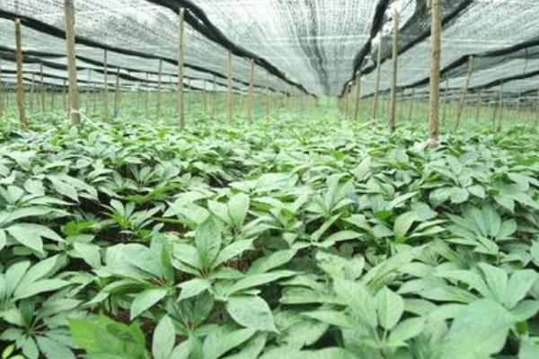 田七种植方法与生长环境,种植多久可以收获