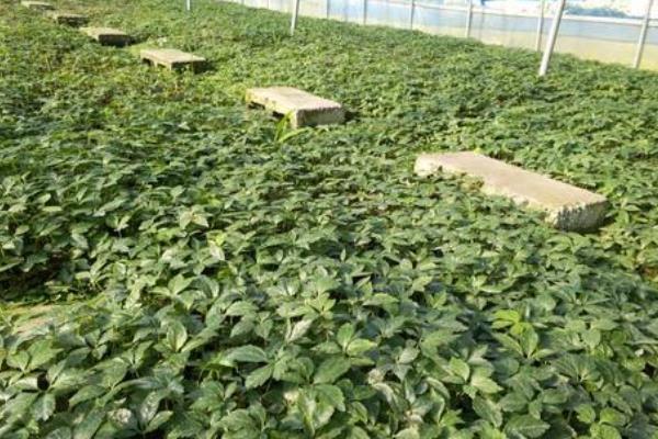 田七种植方法与生长环境,种植多久可以收获