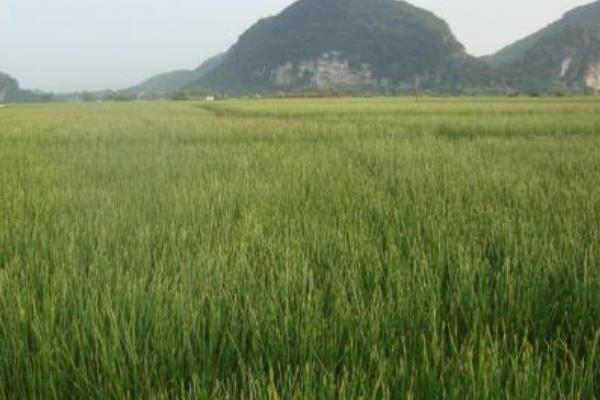 马蹄亩产量一般多少斤,附种植方法