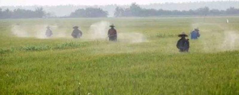 24滴丁酯除草剂都能打什么草，药害持续多久