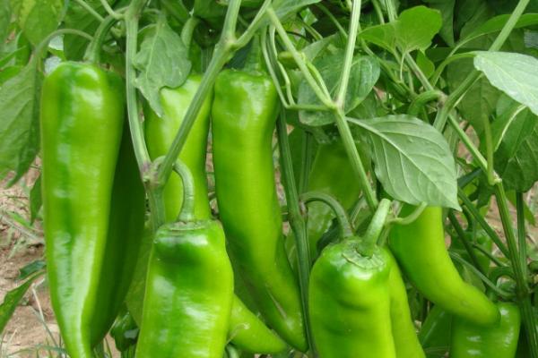 辣椒一年可以种几季,附种植方法