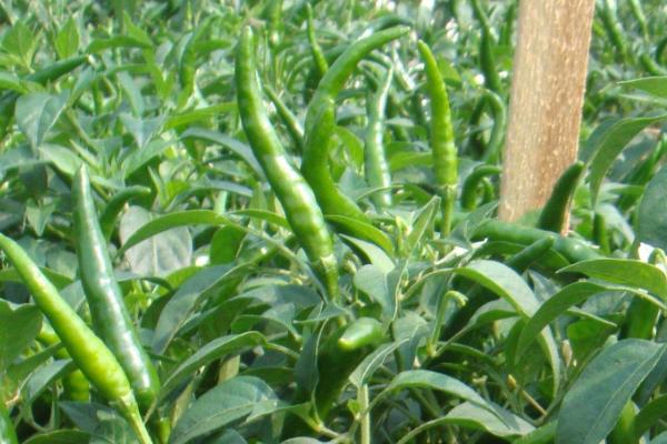 辣椒叶子卷曲是什么病用什么药