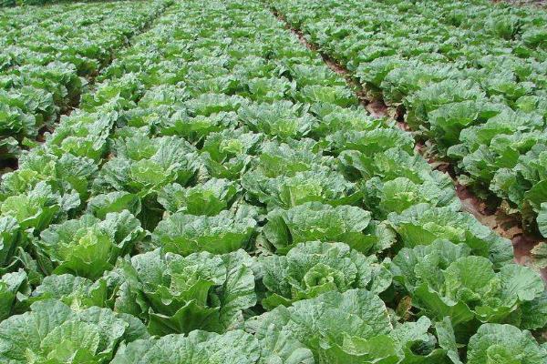 秋白菜种植技术及管理,白菜籽播种后几天能发芽