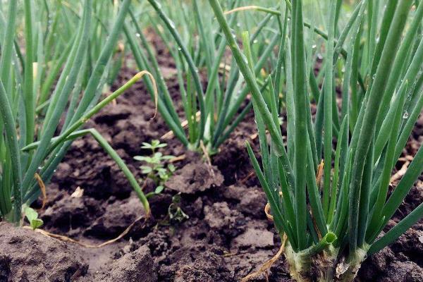 小葱亩产量一般是多少公斤,附种植技术