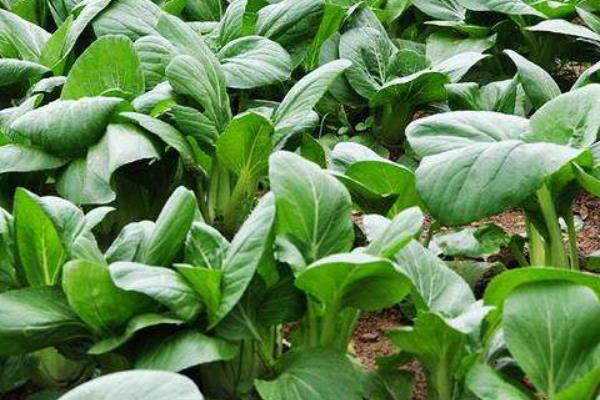 七月适合种植什么蔬菜