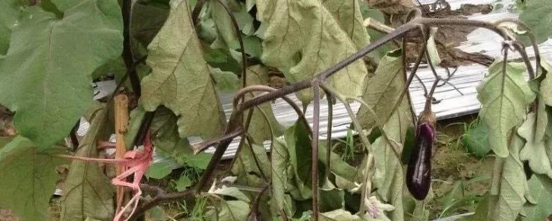 茄子枯萎病怎么治,是什么原因引起的