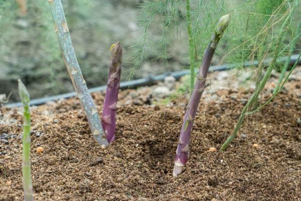 芦笋种植方法芦笋栽培技术,附种植时间