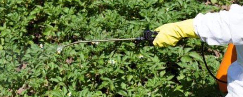 噻虫嗪1克兑水比例,使用方法和注意事项