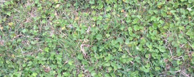 大豆除草剂豆杰说明,有什么作用