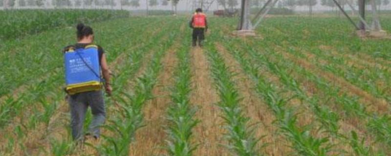 氯吡嘧磺隆能打大豆吗,主要用在什么作物上