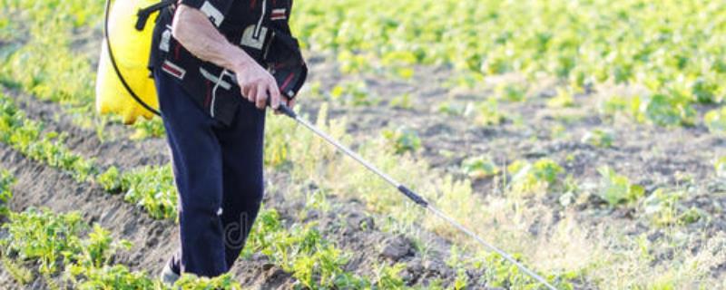 噻虫嗪打完多少天能吃,蔬菜残留期几天