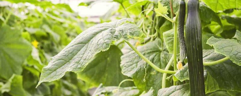 精甲嘧菌酯治疗哪些病,能灌根吗