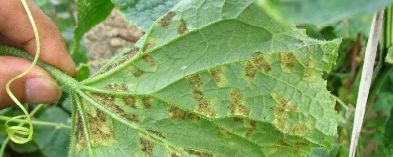 治疗霜霉病常见药的最佳组合,是什么原因引起的