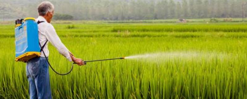 莎稗磷对什么草有用，使用方法