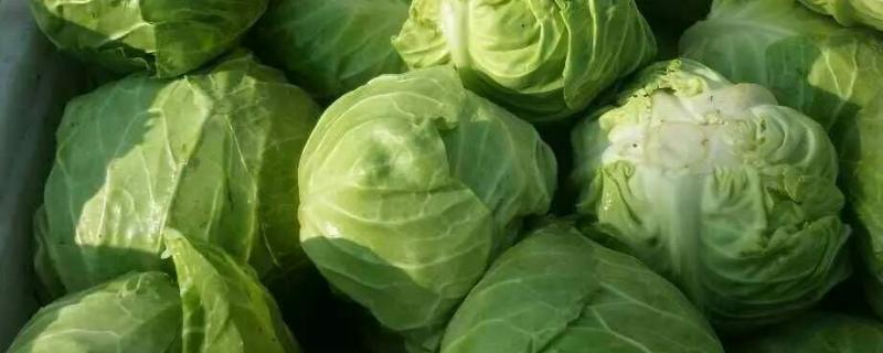 甘蓝类蔬菜有哪些,有哪些变种