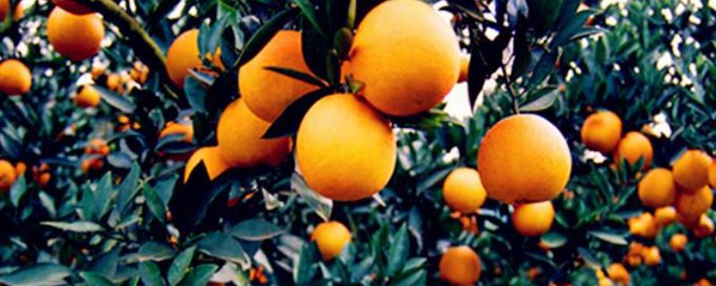 柑桔钾肥最佳时间,起什么作用,过量怎样补救