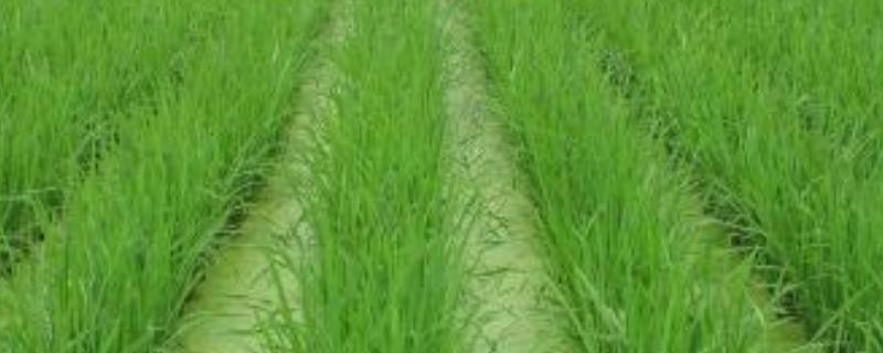 纯硫基复合肥的特点，适用范围