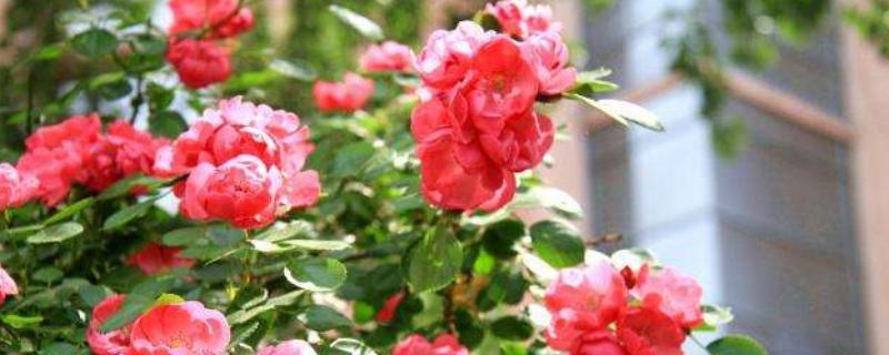 复合肥能给蔷薇花施肥吗,是撒在土壤表面吗