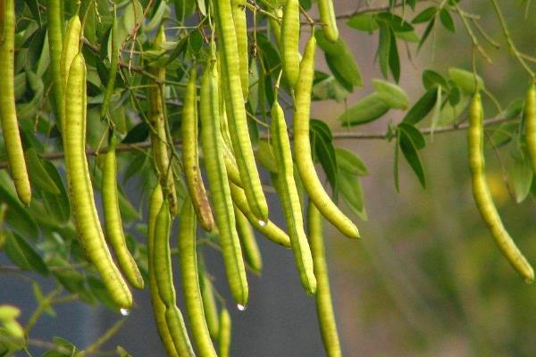 决明子种植方法