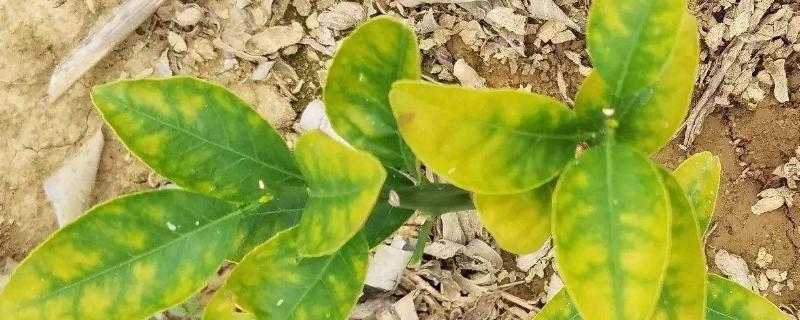 不烧根的复合肥有哪些,烧根一般多久能看见