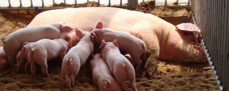 母猪下完崽没有奶怎么办,是什么原因导致的?