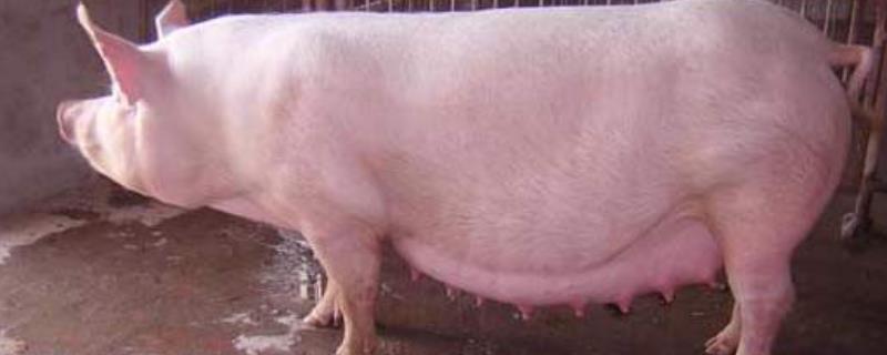 母猪产前几天能挤出奶,附下崽前的症状