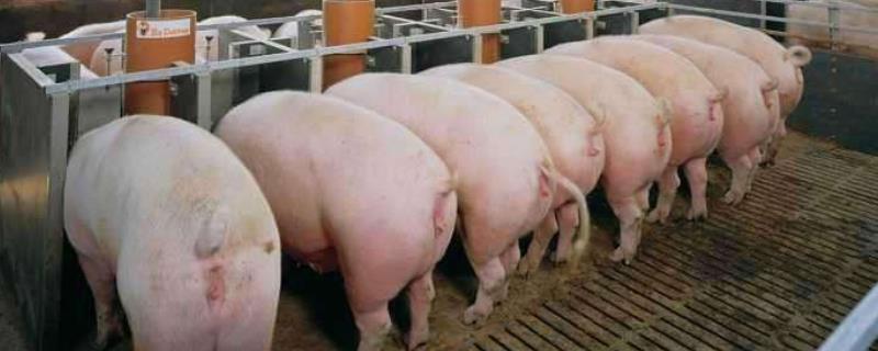 养一头猪的利润大概是多少,养5头母猪一年能挣多少