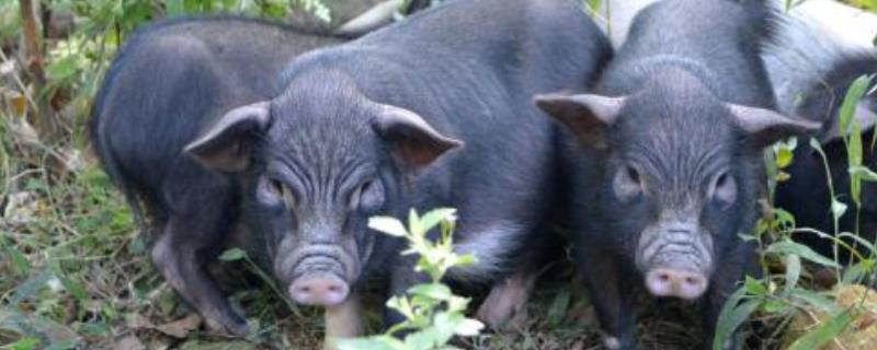 藏香猪的养殖技术