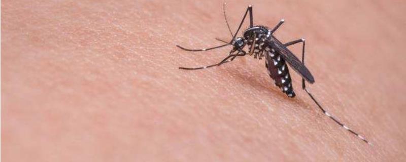 室内杀虫用什么药,杀虫粉撒在家里有害吗