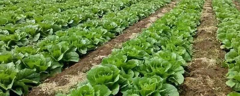 蔬菜杀虫用什么药安全,附蔬菜杀虫偏方