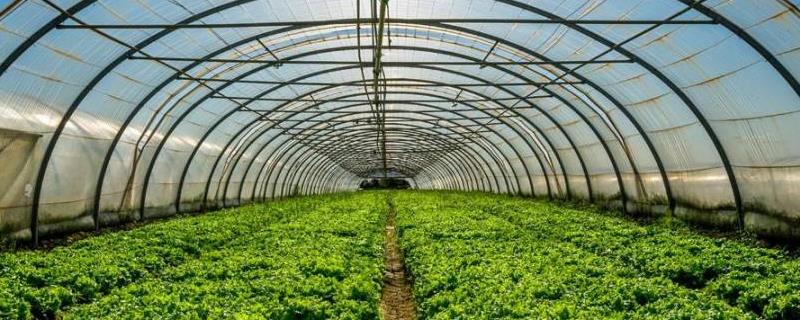 影响天津地区蔬菜生产的自然灾害,耐放的蔬菜品种有哪些