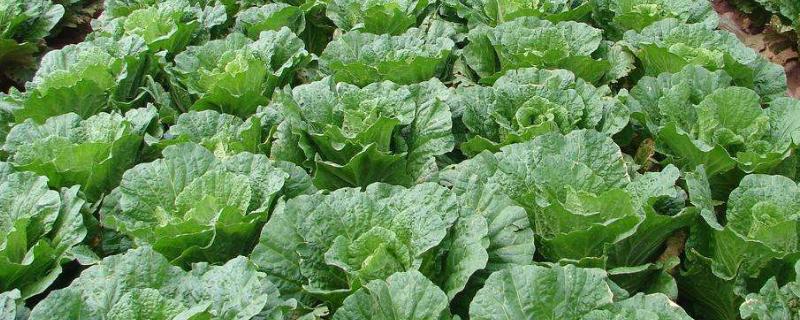 有机蔬菜怎么种植,水培蔬菜怎么种植