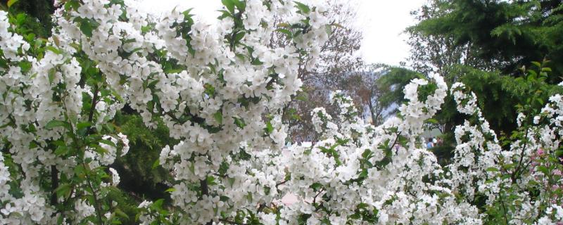 果树授粉后是结果吗,为了防止果树不结果往往采取什么措施?为什么?