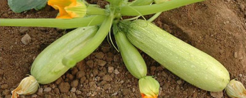 露天西葫芦种植时间,附种植方法和管理方法