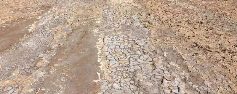 碱地用什么肥料去碱,适合种植什么农作物