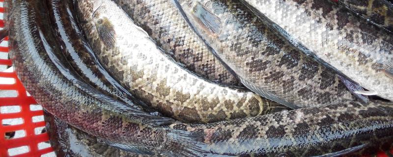 黑鱼养殖喂什么,条件和要求