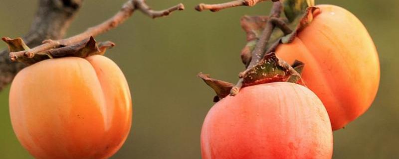 柿子落果什么原因?怎样防治?,打什么药